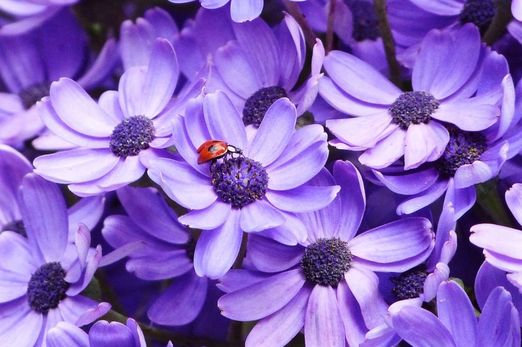 Maleny Garden Club