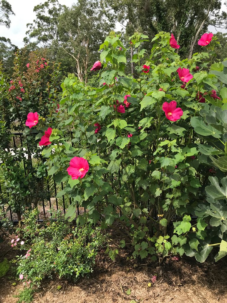 Maleny Garden Club