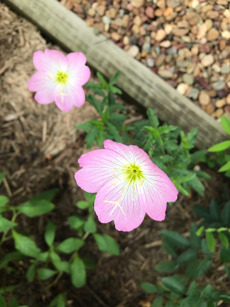 Maleny Garden Club