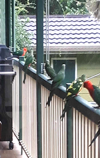 Maleny Garden Club