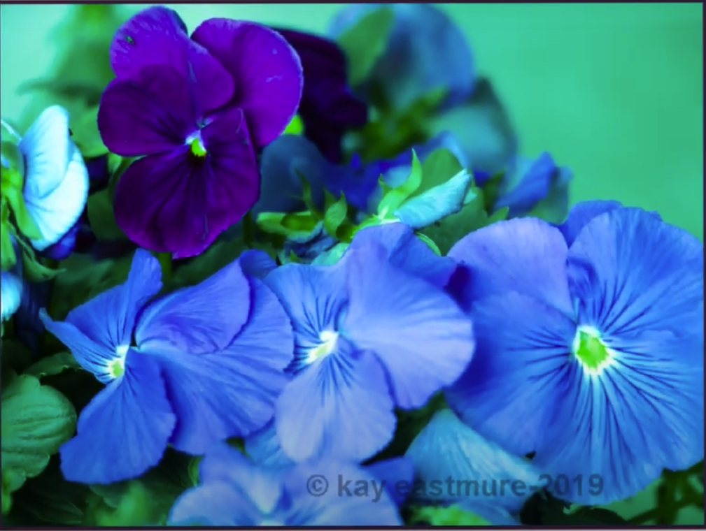 Maleny Garden Club