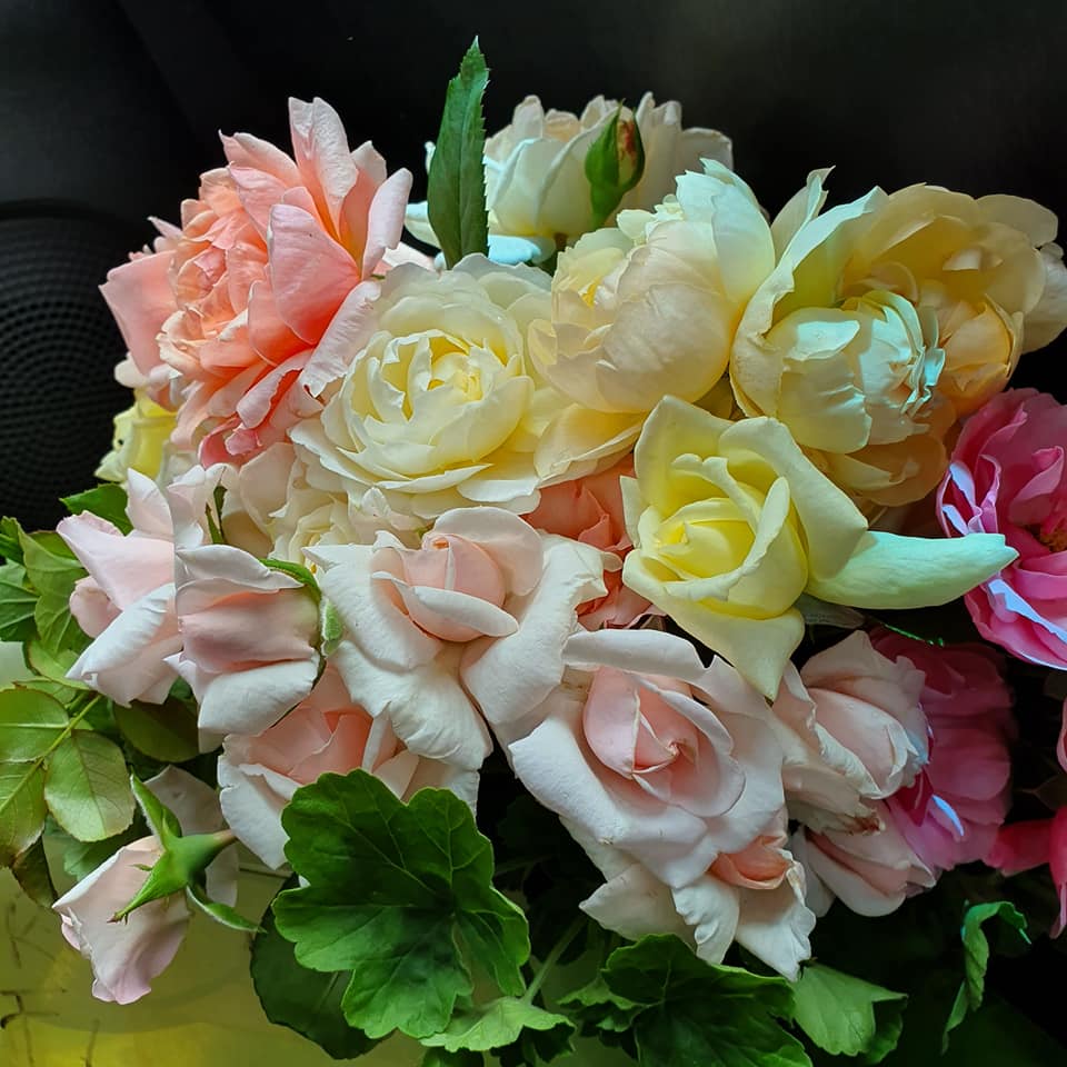 Maleny Garden Club