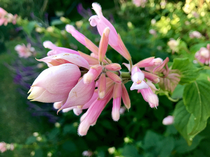 Maleny Garden Club