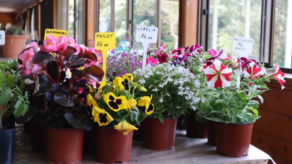Maleny Garden Club