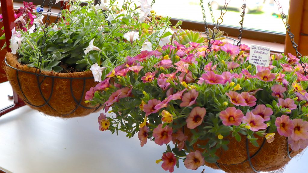 Maleny Garden Club