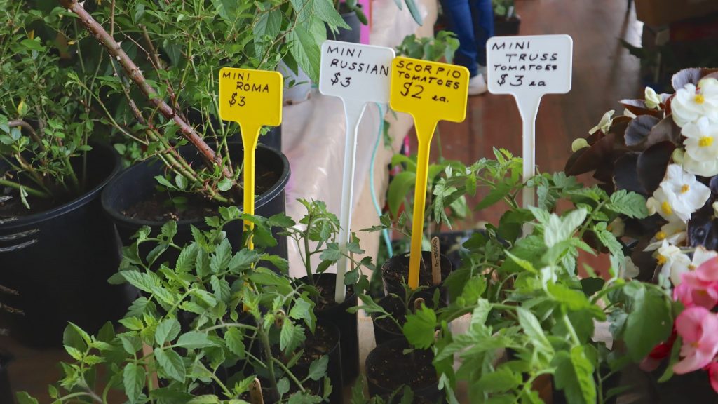 Maleny Garden Club