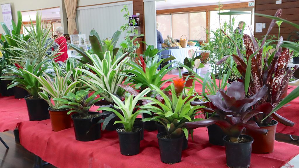 Maleny Garden Club