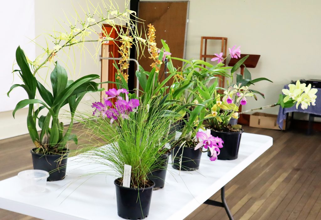 Maleny Garden Club