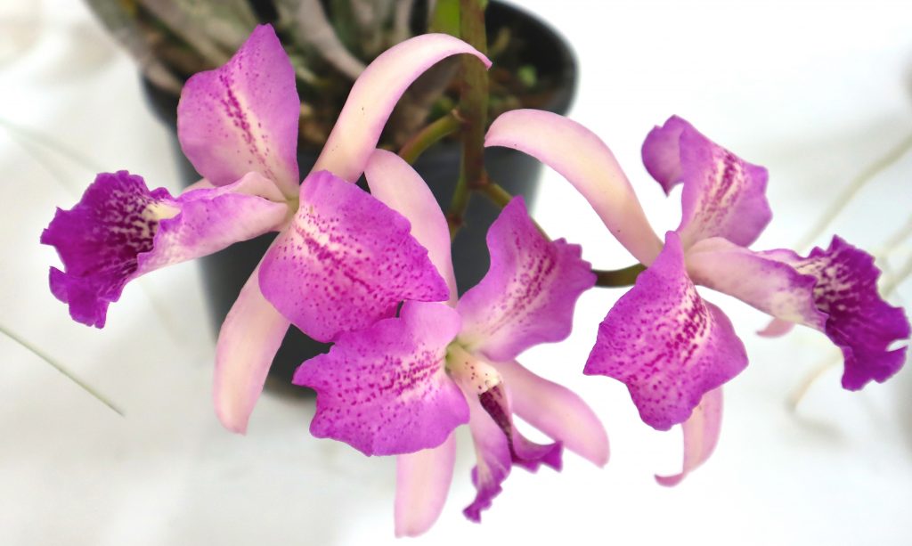 Maleny Garden Club